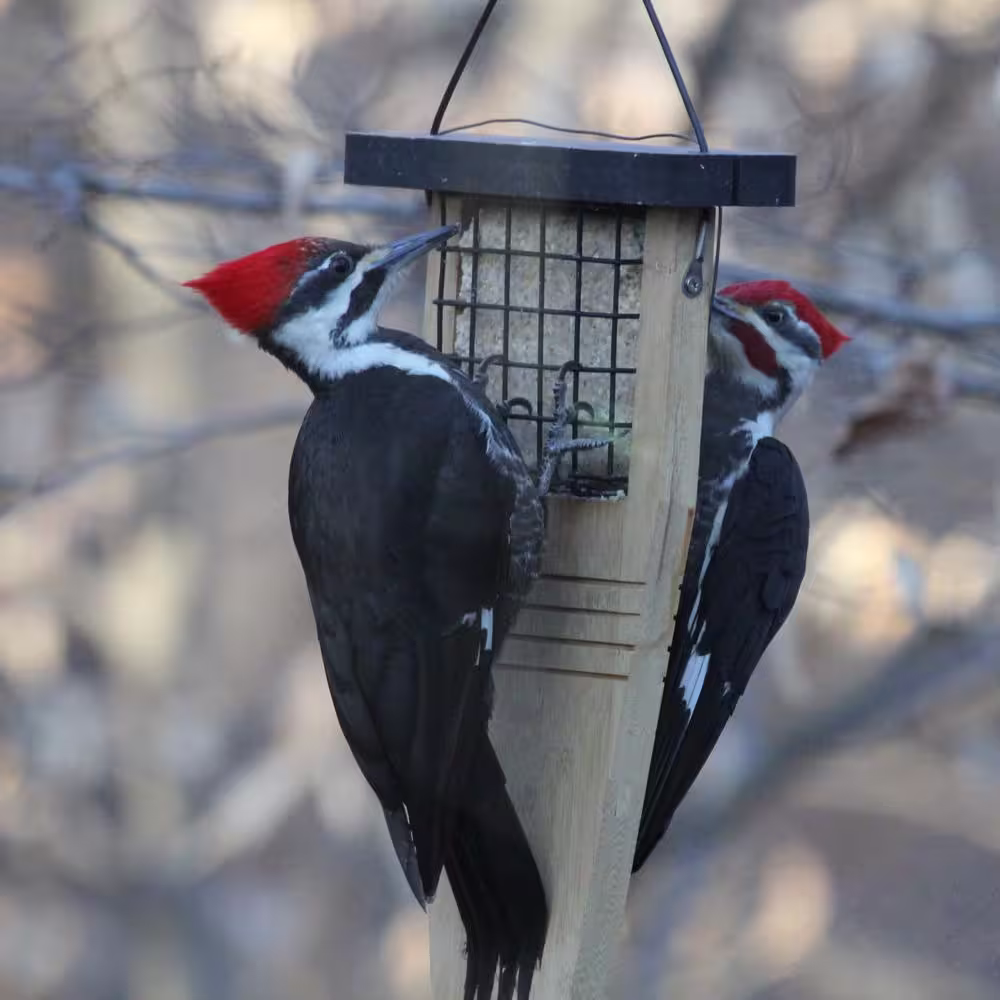 Nature's Way Bamboo Suet Tail Prop Bird Feeder